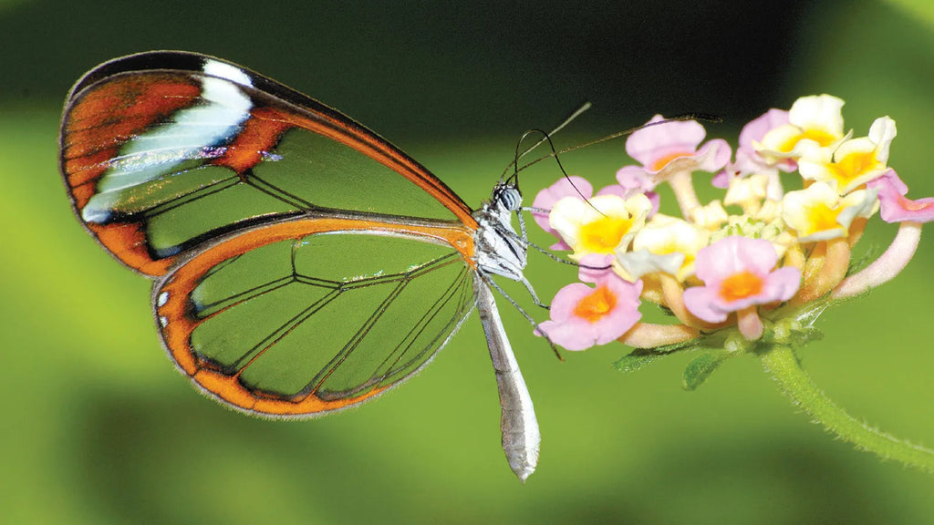 Costa Rica: Rainforests, Volcanoes & Wildlife