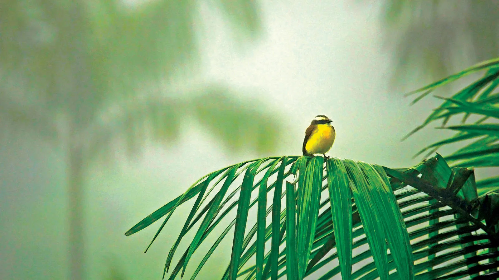 Costa Rica: Rainforests, Volcanoes & Wildlife