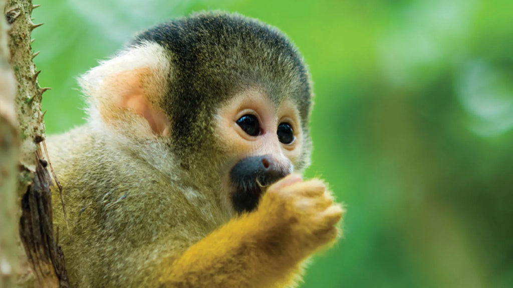 Costa Rica: Rainforests, Volcanoes & Wildlife