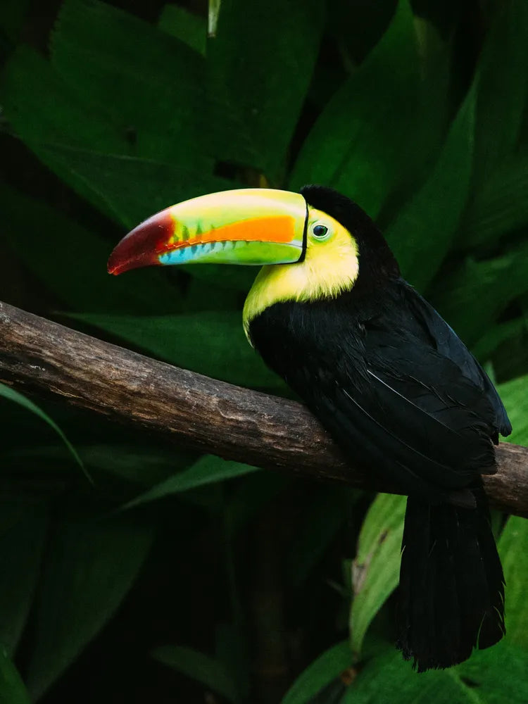 Costa Rica: Rainforests, Volcanoes & Wildlife